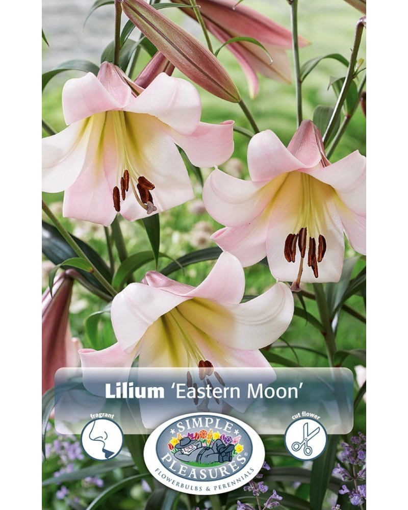 Lily Hybrid Pkg of 2 Giant Eastern Moom