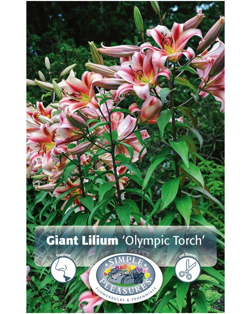 Lily Hybrid Pkg of 2 Giant Olympic Torch