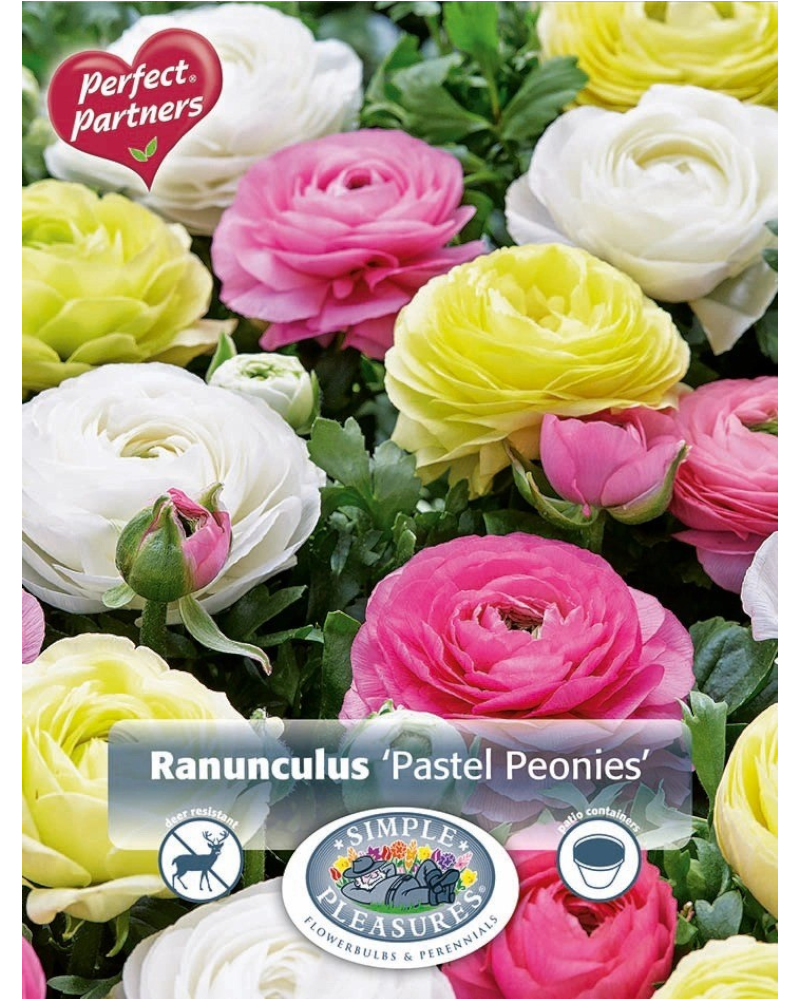 Ranunculus Pkg of 20 Pastel Peonies