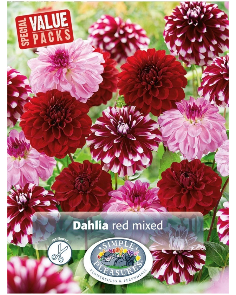 Dahlia Value Pack Pkg of 3 Red Mix
