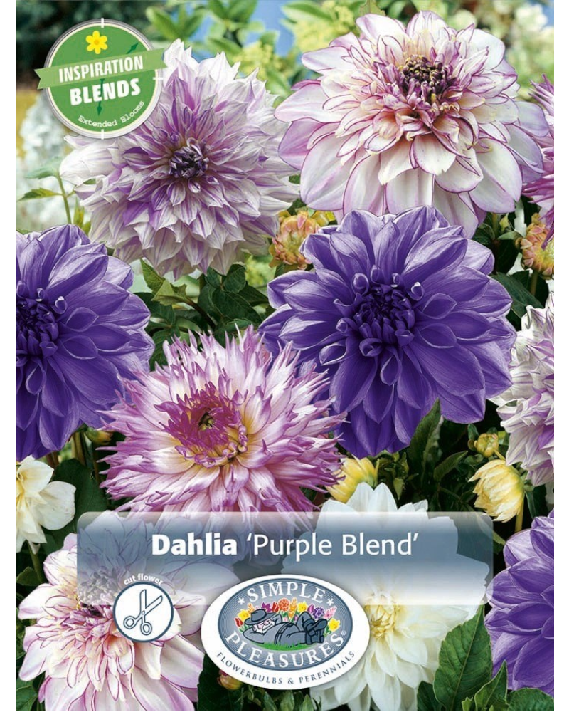 Dahlia Pkg of 4 Purple Blend