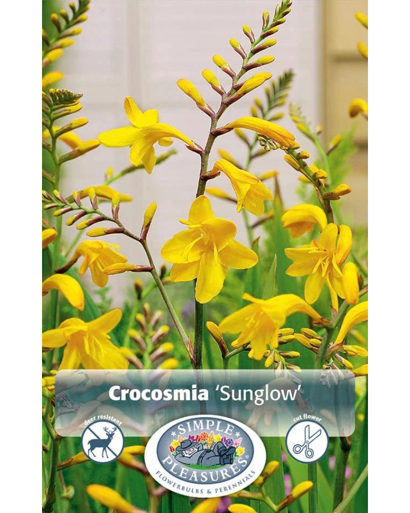 Crocosmia Pkg of 8 Sunglow