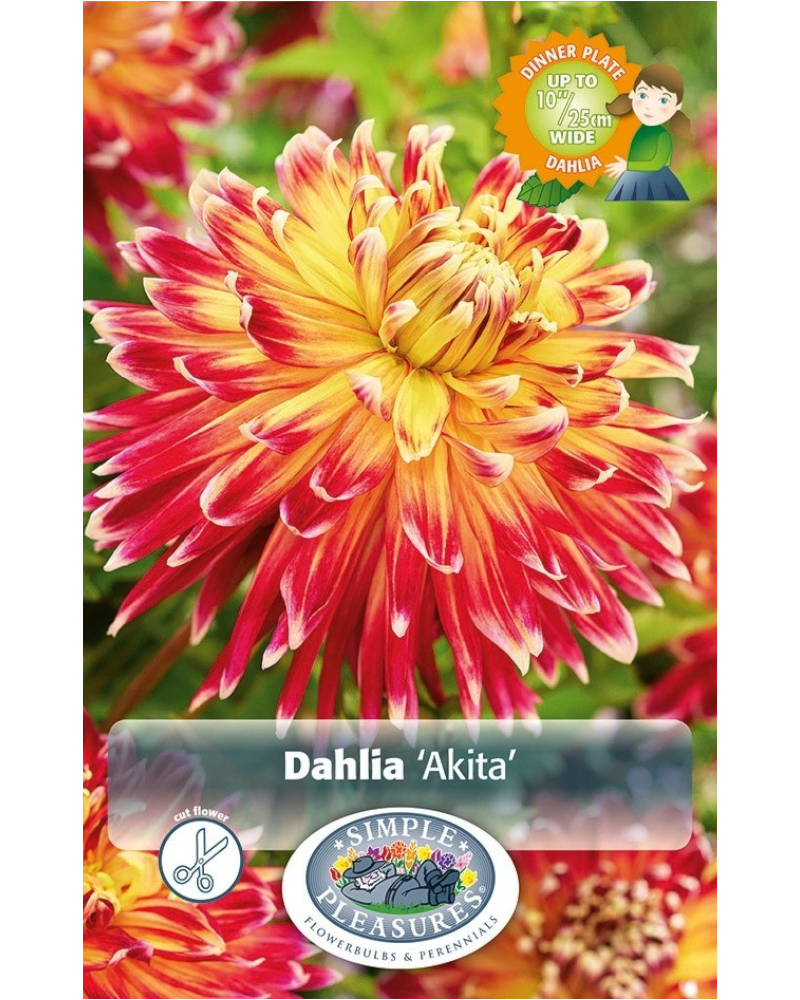 Dahlia Pkg of 1 Dinnerplate Akita