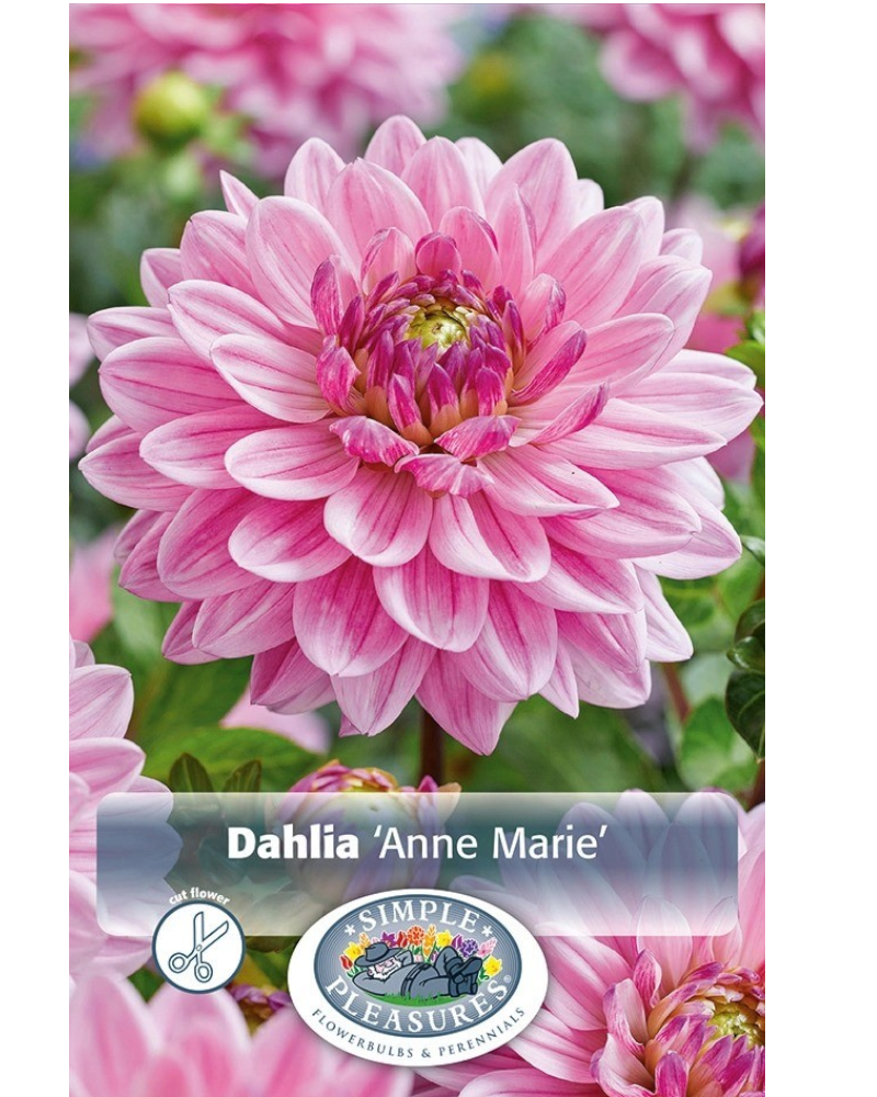 Dahlia Pkg of 1 Dec Anne Marie