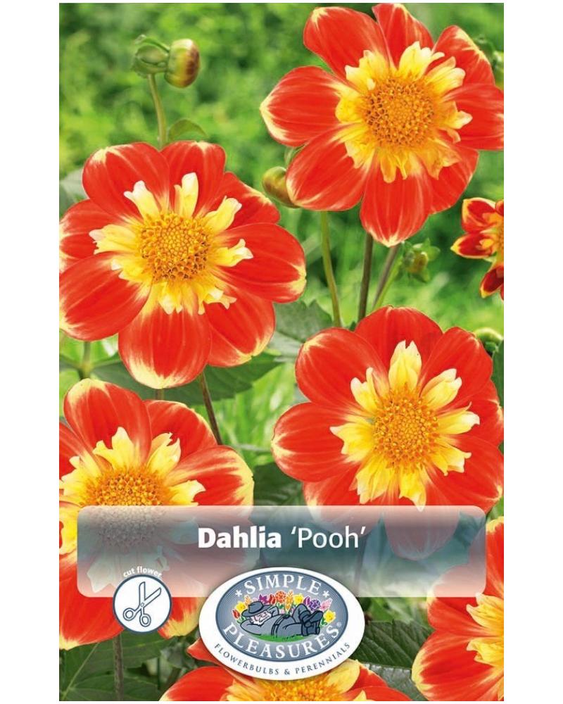 Dahlia Pkg of 1 Collarette Pooh
