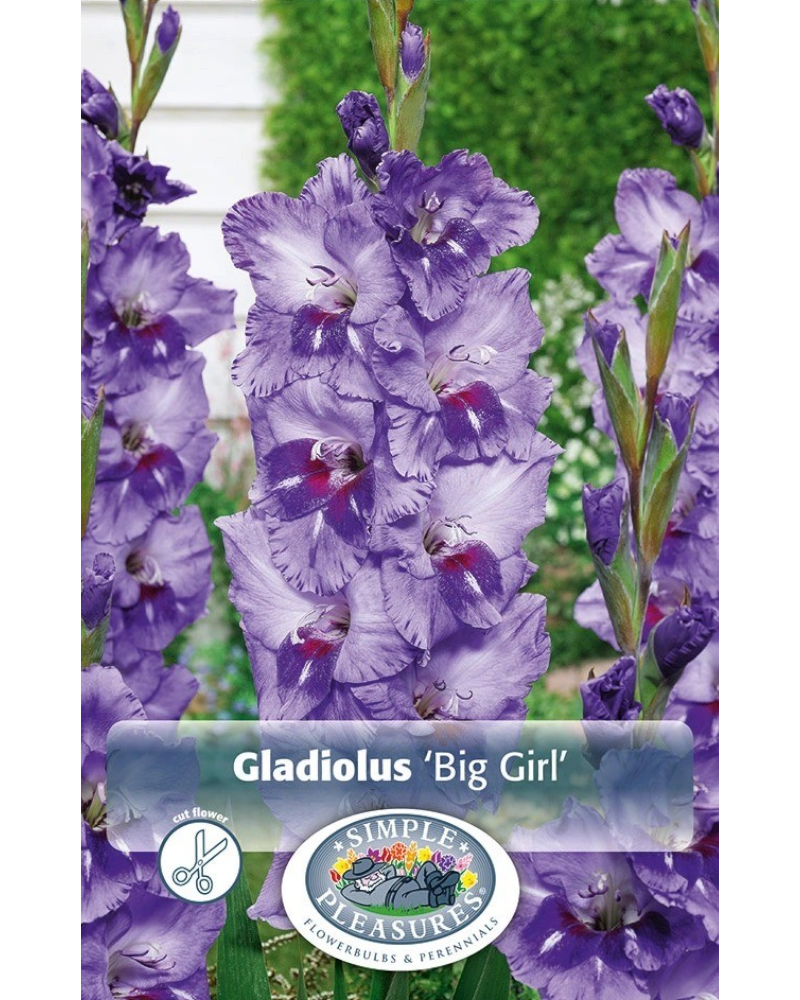 Gladiolus Pkg of 10 Big Girl