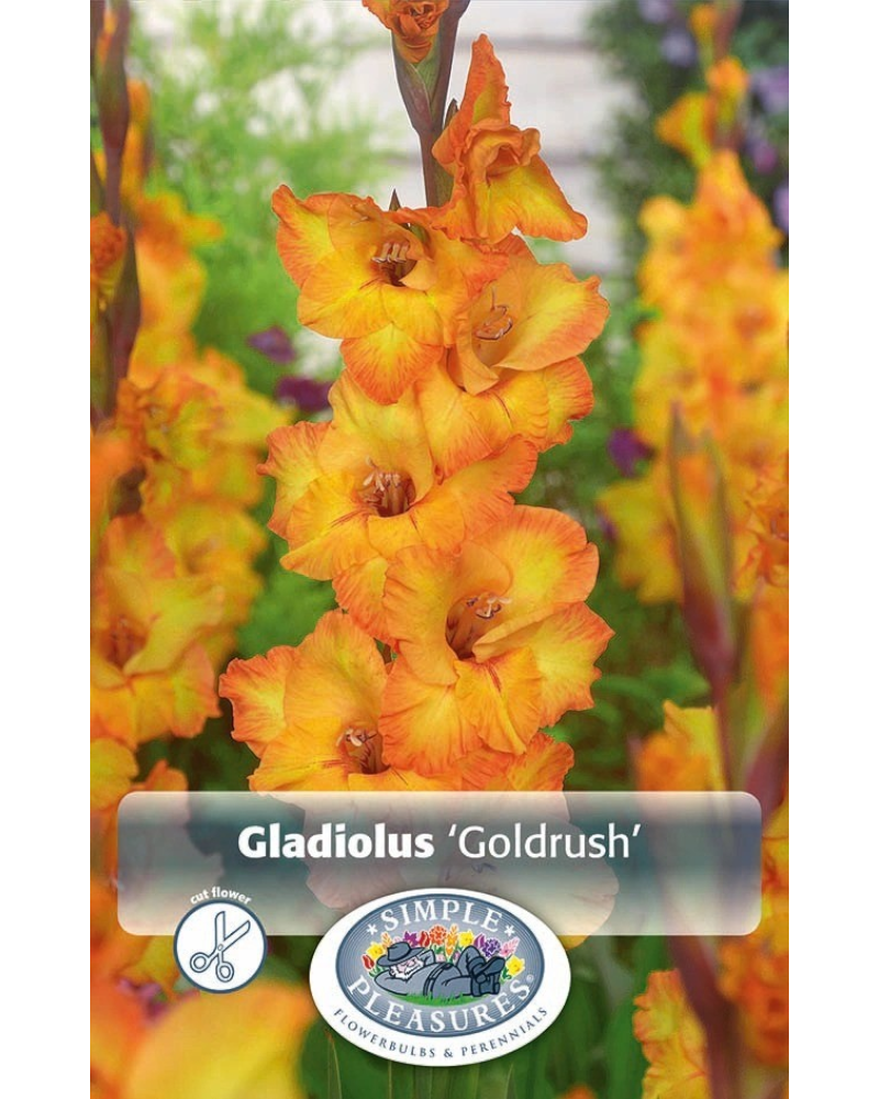 Gladiolus Pkg of 10 Goldrush