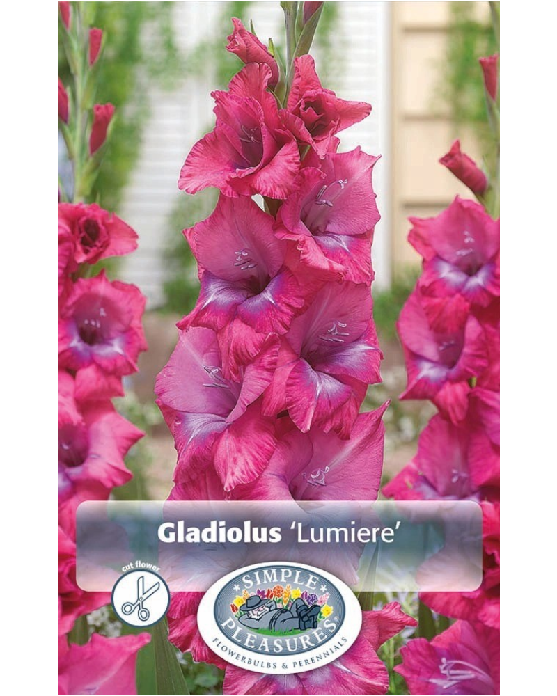 Gladiolus Pkg of 8 Lumiere