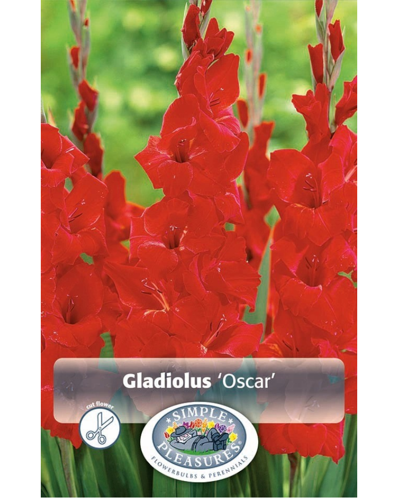 Gladiolus Pkg of 10 Oscar