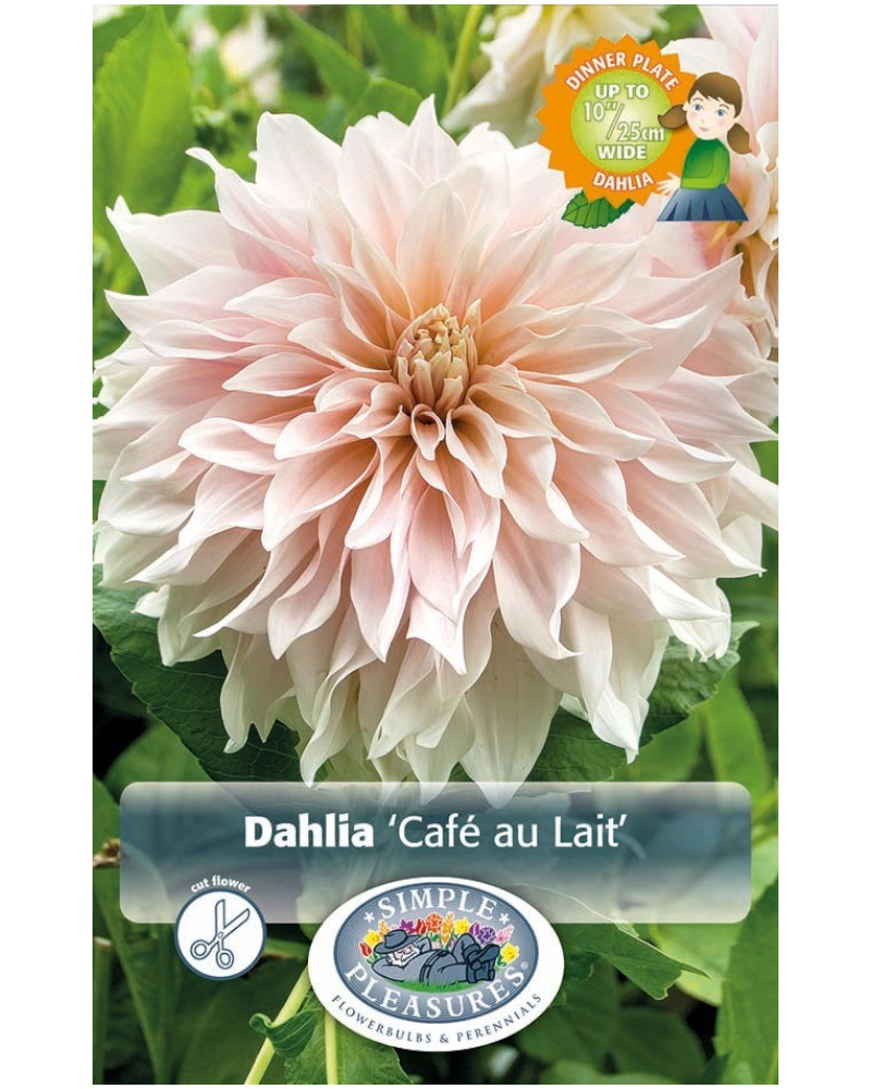 Dahlia Pkg of 1 Dinnerplate Cafe Au Lait