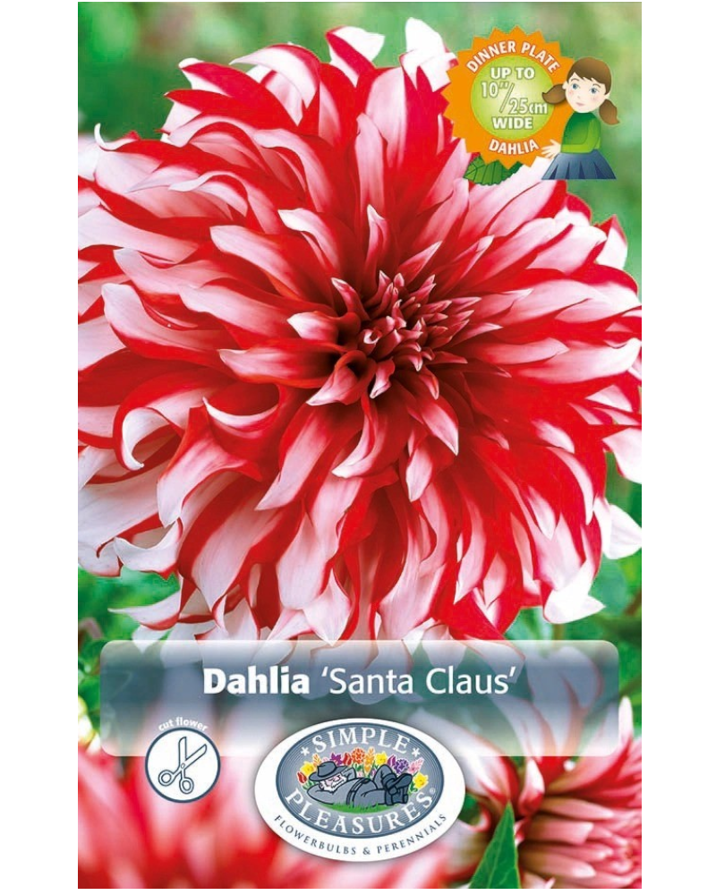 Dahlia Pkg of 1 Dinnerplate Santa Claus