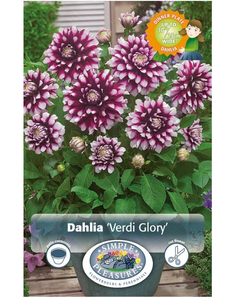 Dahlia Pkg of 1 Dec Verdi Glory