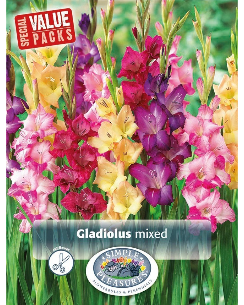 Gladiolus Pkg of 30 Giant Mixture