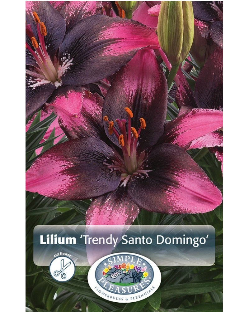 Lily Asiatic Pkg of 3 Trendy Santa Domi