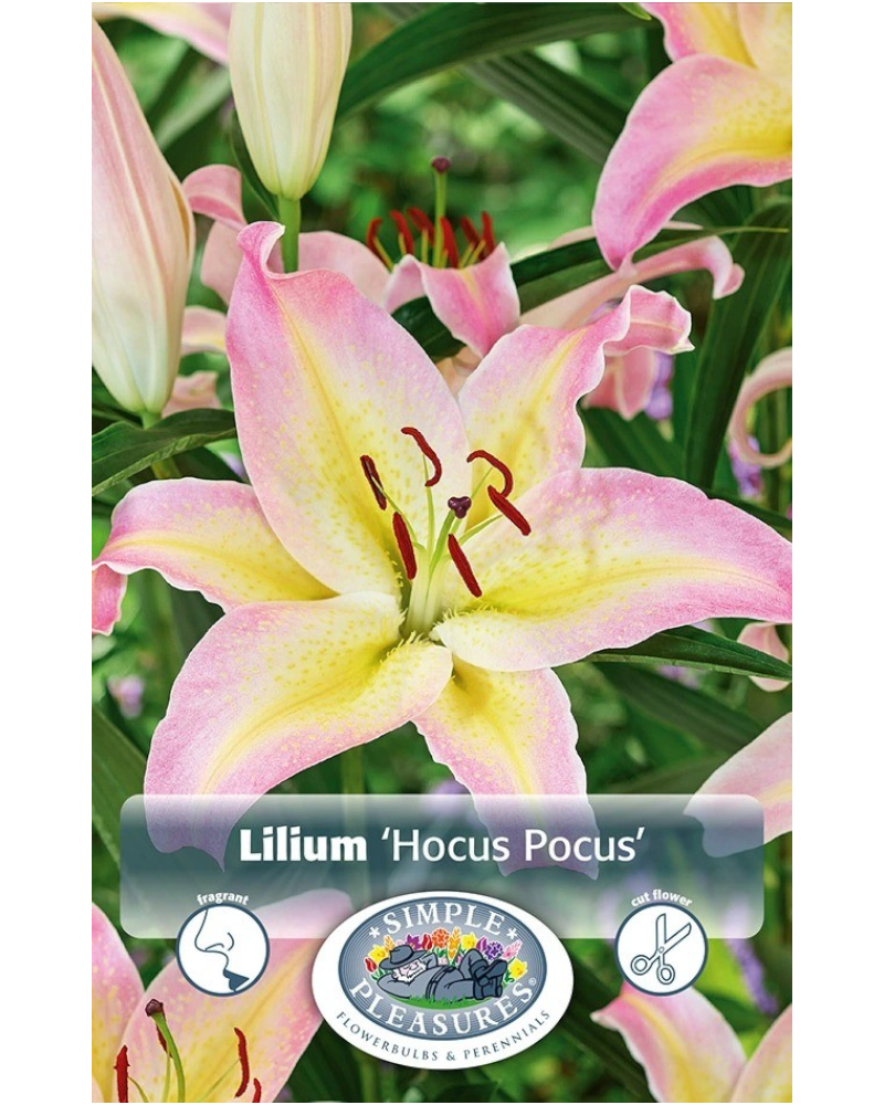 Lily Oriental Pkg of 2 Hocus Pocus