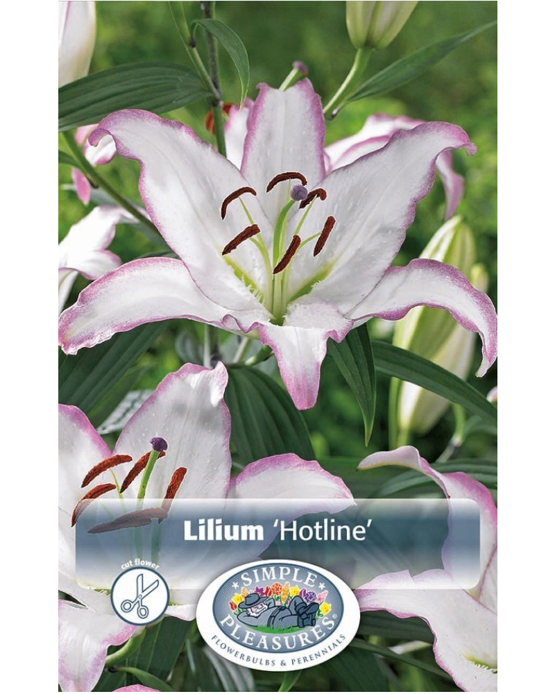 Lily Oriental Pkg of 2 Hotline
