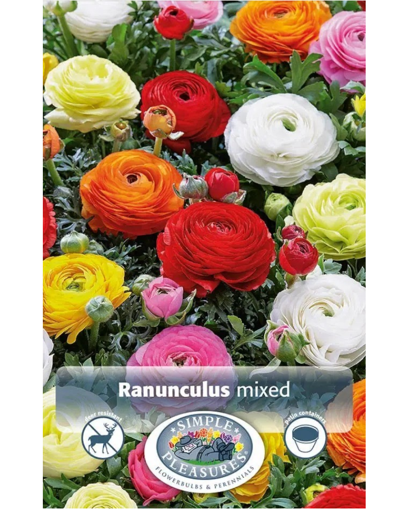 Ranunculus Pkg of 10 Mixed