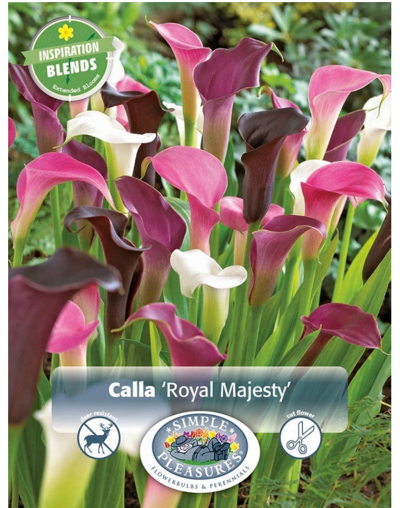Calla Pkg of 3 Inspiration Royal Majesty