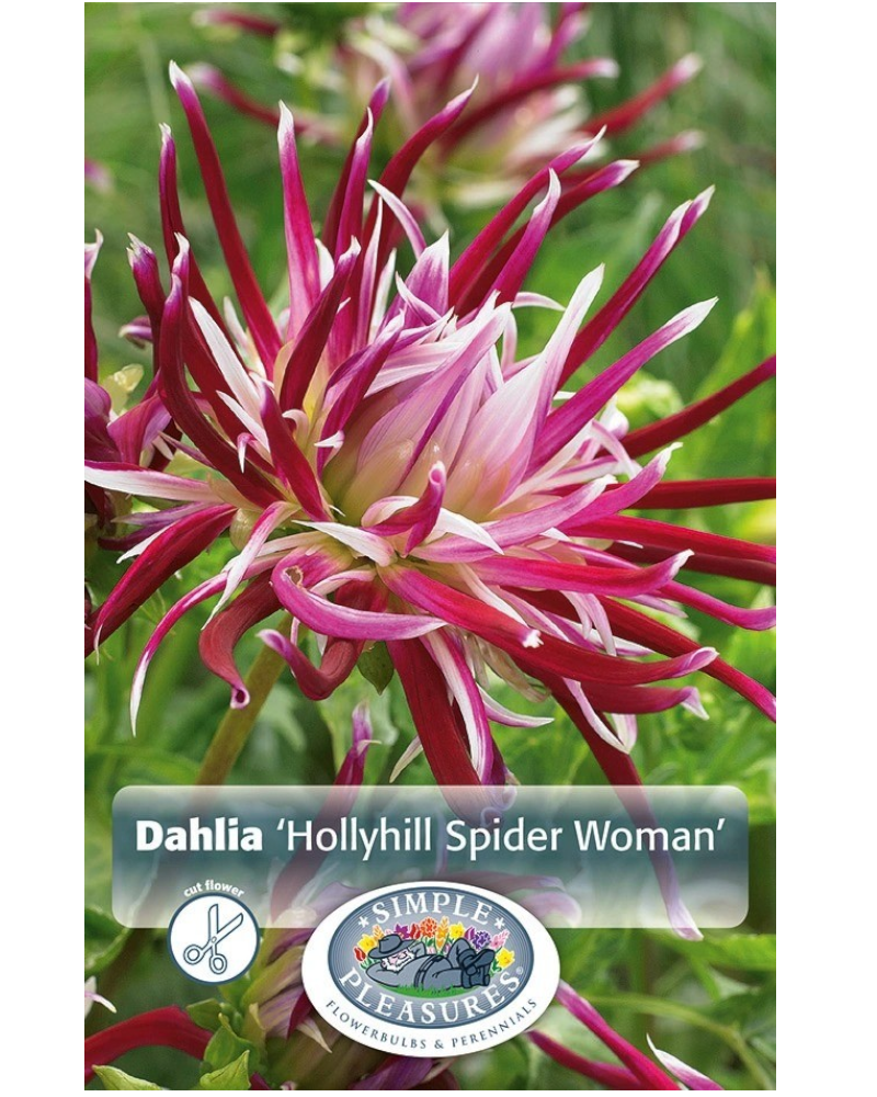 Dahlia Pkg of 1 Catcus Hollyhill Spider Woman