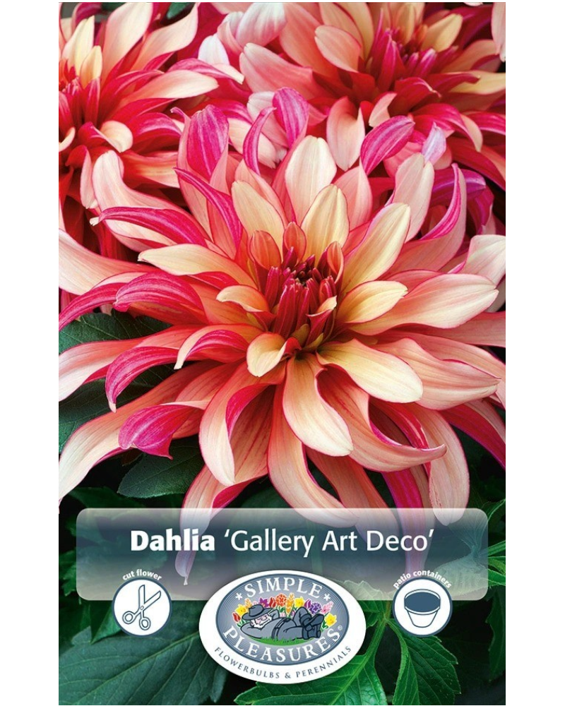 Dahlia Pkg of 1 Dec Gallery Art Deco