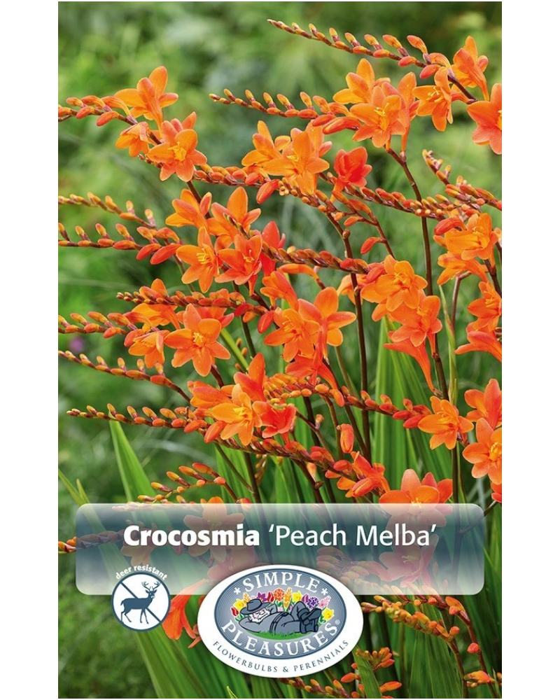 Crocosmia Pkg of 5 Peach Melba