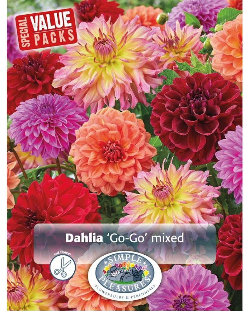 Dahlia Pkg of 3 DecGo-Go Mix