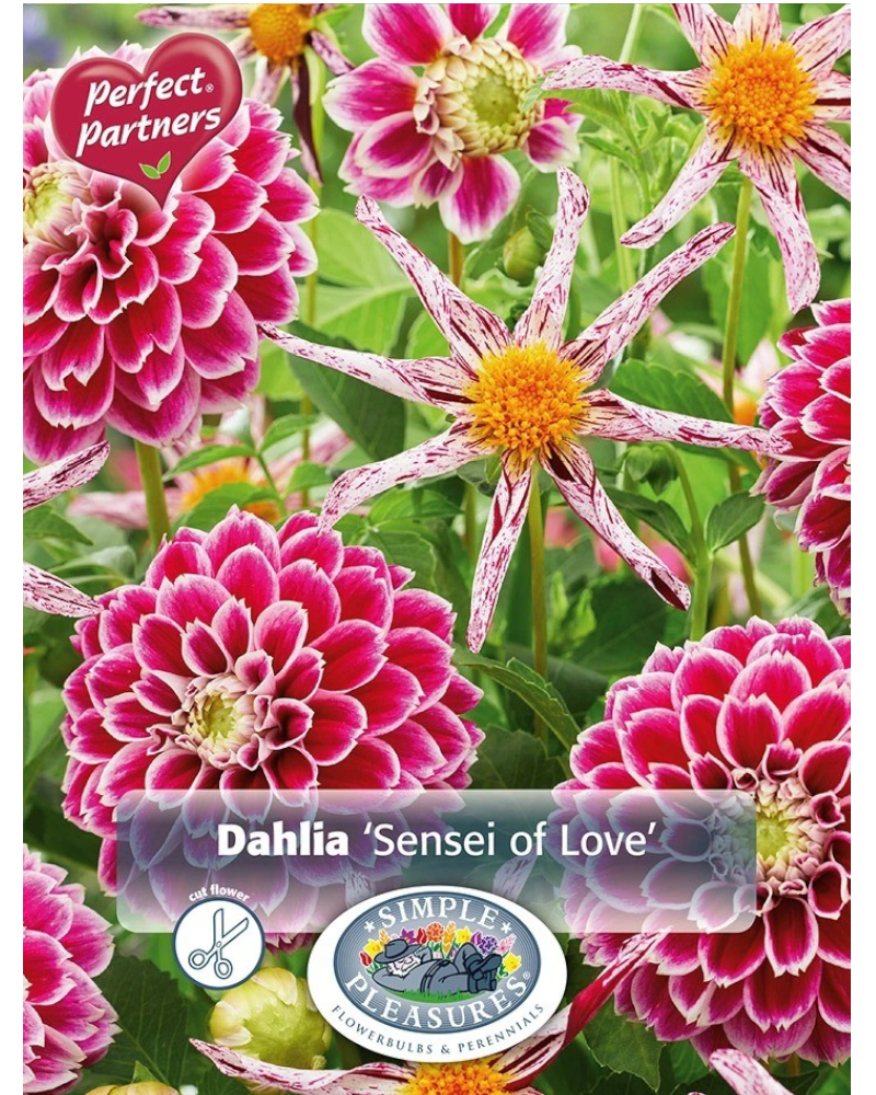 Dahlia Pkg of 2 Sensei of Love Blend