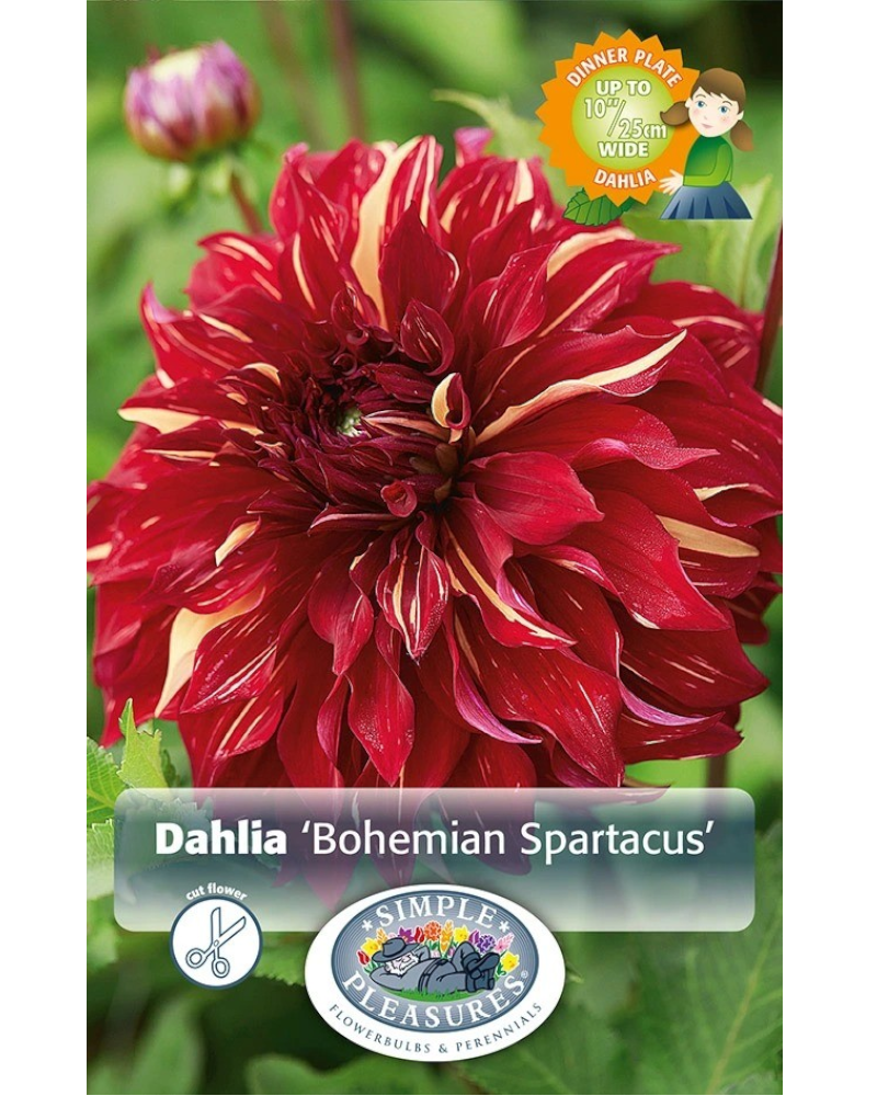 Dahlia Pkg of 1 Dinnerplate Bohemian Spartacus