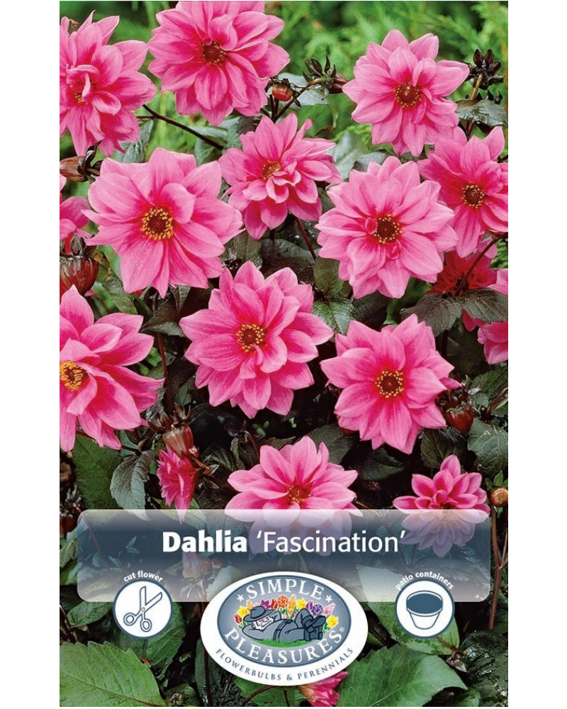 Dahlia Pkg of 1 Dark Leaf Fascination