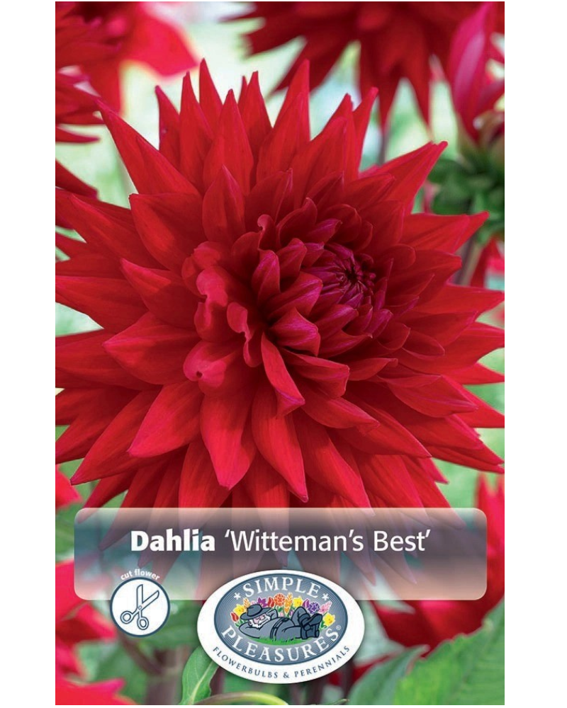 Dahlia Pkg of 1 Semi Cactus Witteman's Best