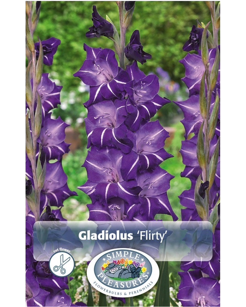 Gladiolus Pkg of 10 Flirty