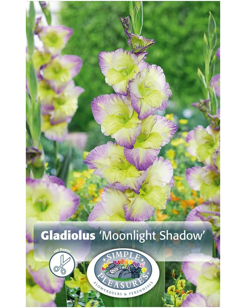 Gladiolus Pkg of 10 Moonlight Shadow