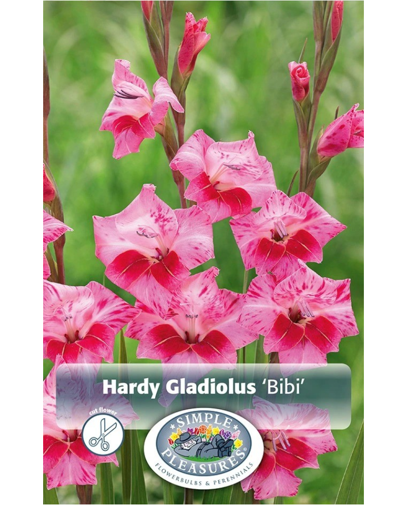 Gladiolus Pkg of 10 Bibi