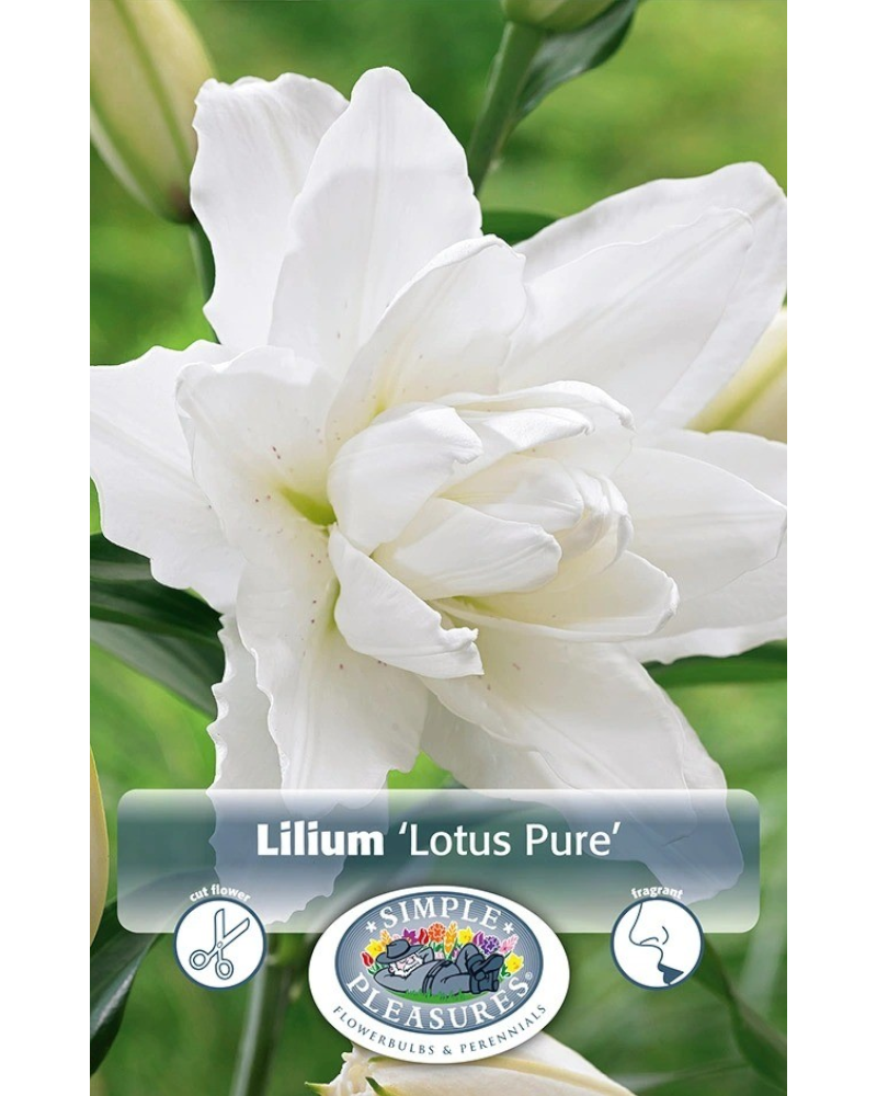 Lily Oriental Pkg of 2 Double Lotus Pure