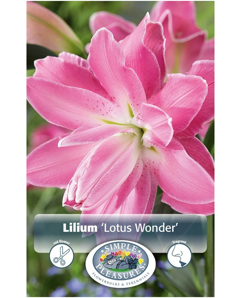 Lily Oriental Pkg of 2 Double Lotus Wonder