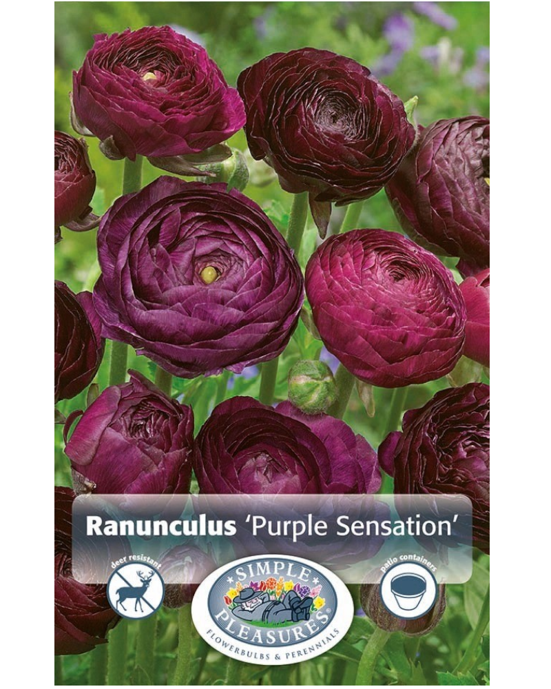 Ranunculus Pkg of 10 Purple Sensation