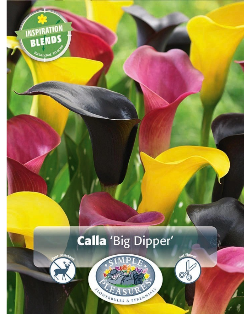 Calla Pkg of 3 Inspiration Big Dipper