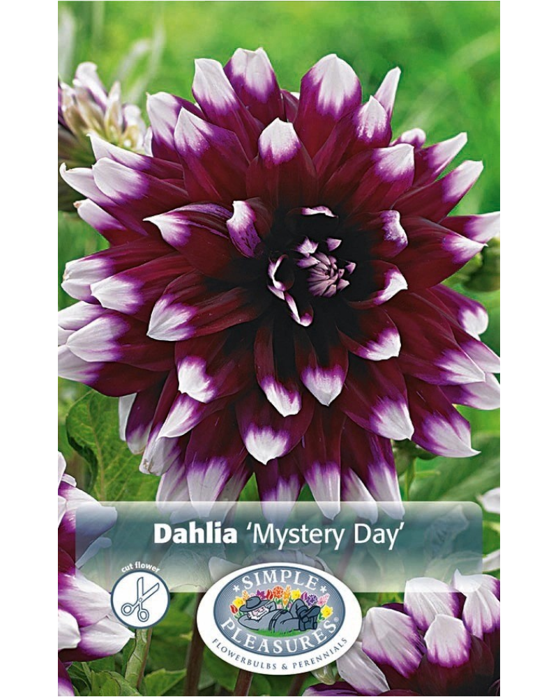 Dahlia Pkg of 1 Dec Mystery Day