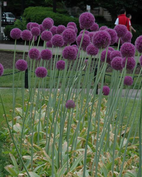 Value Pack Allium Gladiator 5 bulbs/pkg