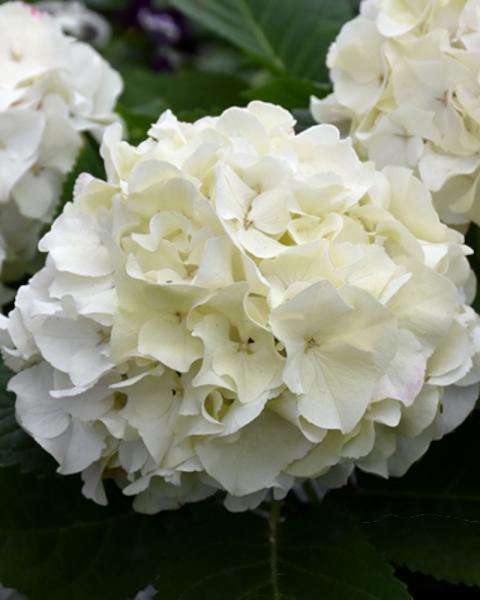 Hydrangea Endless Summer Dreamcloud 3 Gallon