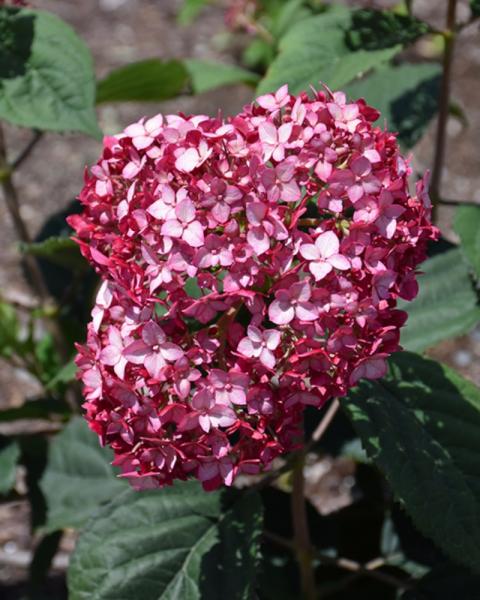 Hydrangea Invincibelle Ruby 3 Gallon