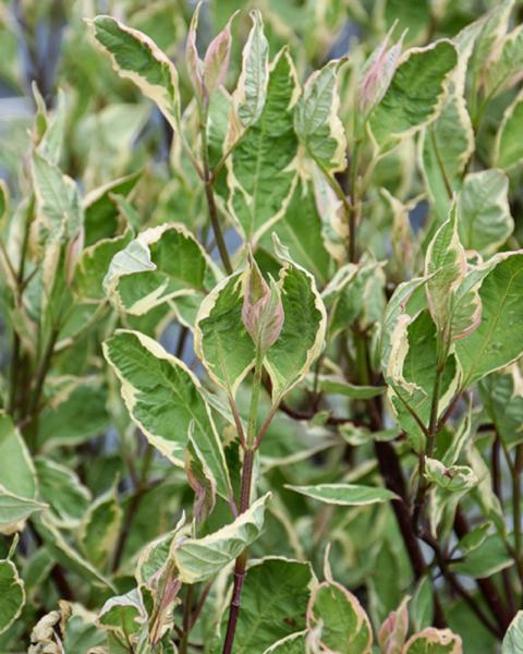 Dogwood Sargeant Pepper 3 Gallon