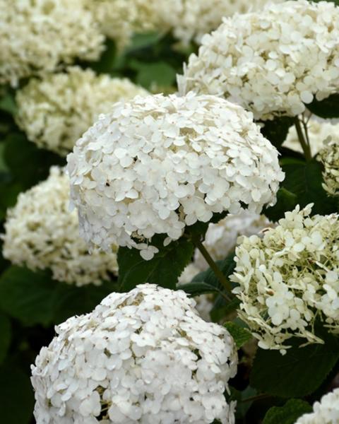 Hydrangea Invincible Wee White 2 Gallon