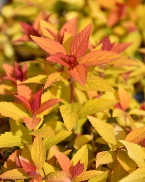 Spirea Double Play Candy Corn 2 Gallon