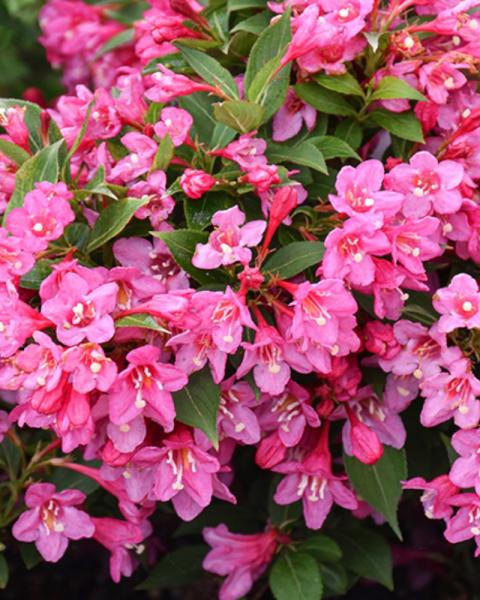 Weigela Sonic Bloom Punch 2 Gallon