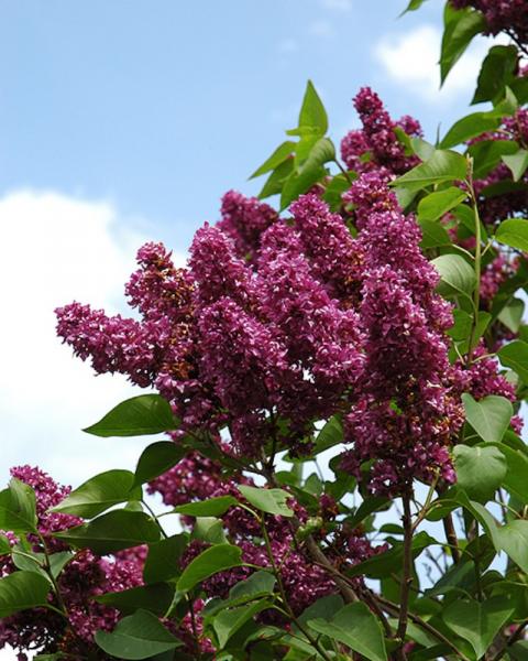 Lilac Charles Joly Red/Purple 3 Gallon