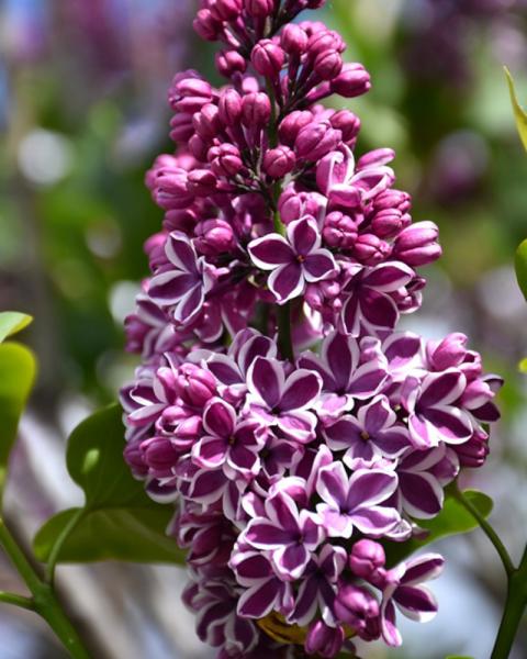 Lilac Sensation Purple/White 3 Gallon