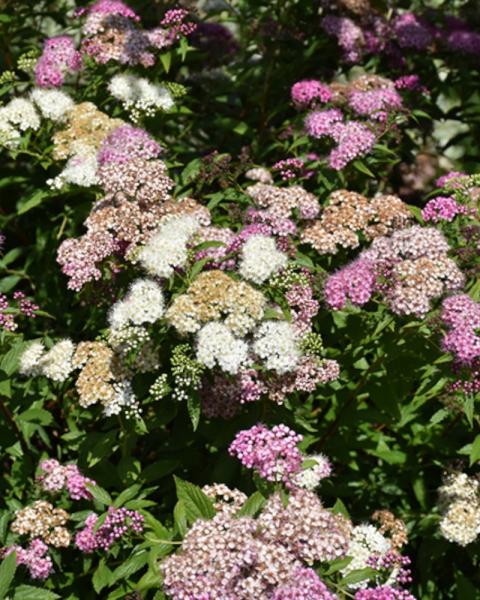 Spirea Shirobana Pink/White 2 Gallon