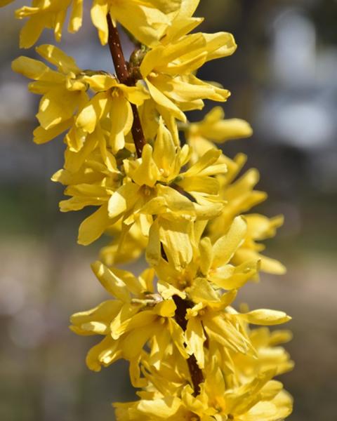 Forsythia Lynwood Gold 3 Gallon