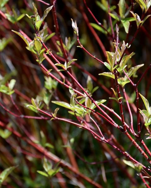 Dogwood Bailey's Red Twig 3 Gallon